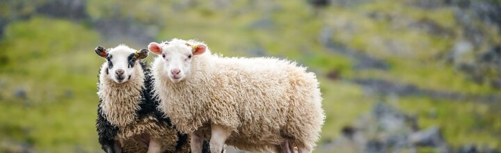 Titelbild der Firma Isolena Naturfaservliese GmbH / Lehner Wool